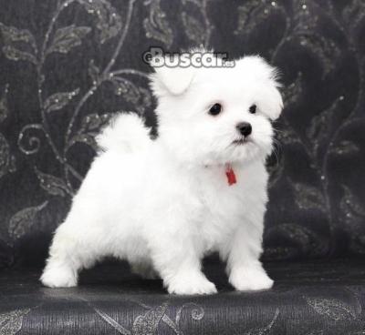 eBuscar Segunda mano Regalo cachorros de Bichon Maltese