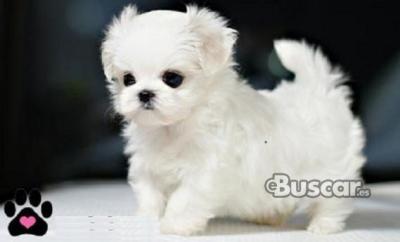eBuscar Segunda mano Regalo cachorros de Bichon Maltes Mini...