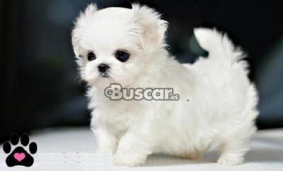 eBuscar Segunda mano Regalo cachorros de Bichon Maltese