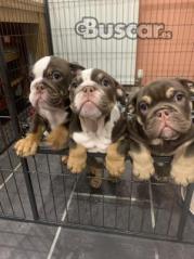 eBuscar Segunda mano Cachorros de bulldog inglés !!...