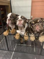 eBuscar Segunda mano Cachorros de bulldog inglés !!...