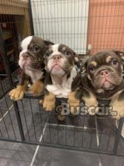 eBuscar Segunda mano Cachorros de bulldog inglés !!...