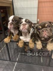 eBuscar Segunda mano Cachorros de bulldog inglés !!...