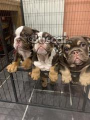 eBuscar Segunda mano Cachorros de bulldog inglés !!...