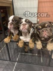 eBuscar Segunda mano Cachorros de bulldog inglés !!...
