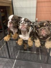 eBuscar Segunda mano Cachorros de bulldog inglés !!...