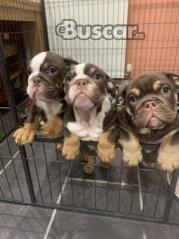 eBuscar Segunda mano Cachorros de bulldog inglés !!...