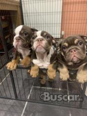 eBuscar Segunda mano Cachorros de bulldog inglés !!...