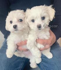 eBuscar Segunda mano gorgeous maltese puppies
