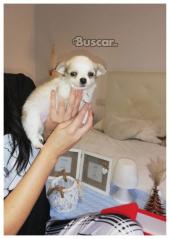 eBuscar Segunda mano Chihuahua macho pelo largo 2 meses...