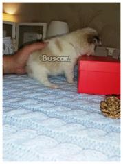 eBuscar Segunda mano Chihuahuas machos preciosos