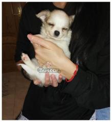 eBuscar Segunda mano Chihuahuas machos 2 meses