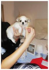eBuscar Segunda mano Chihuahua macho pelo largo 2 meses